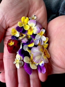 Edible Flowers Pansy/Viola Blend